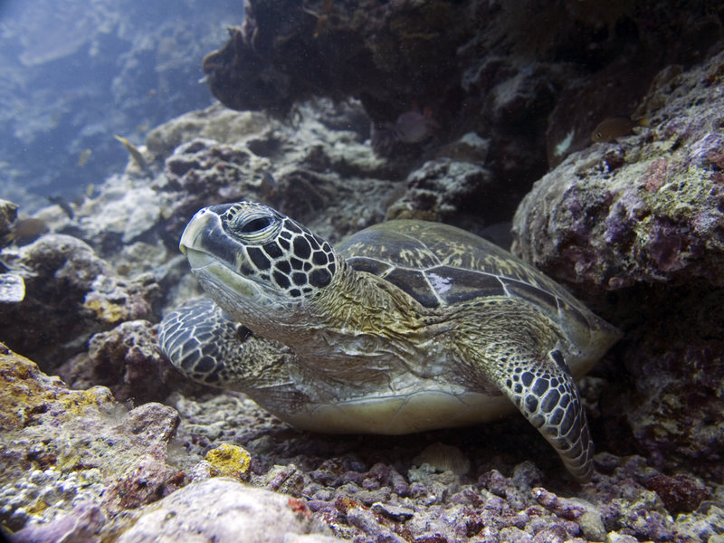 Turtle, Barracuda Point